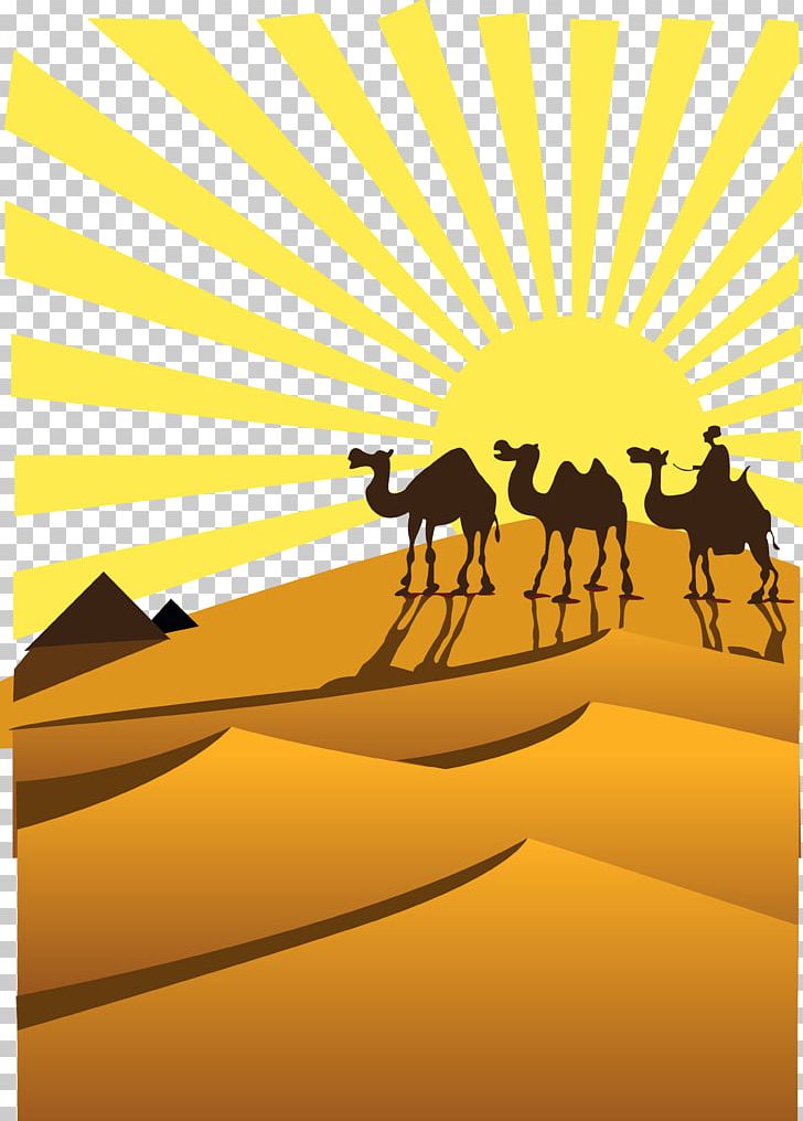 Sahara desert camel.