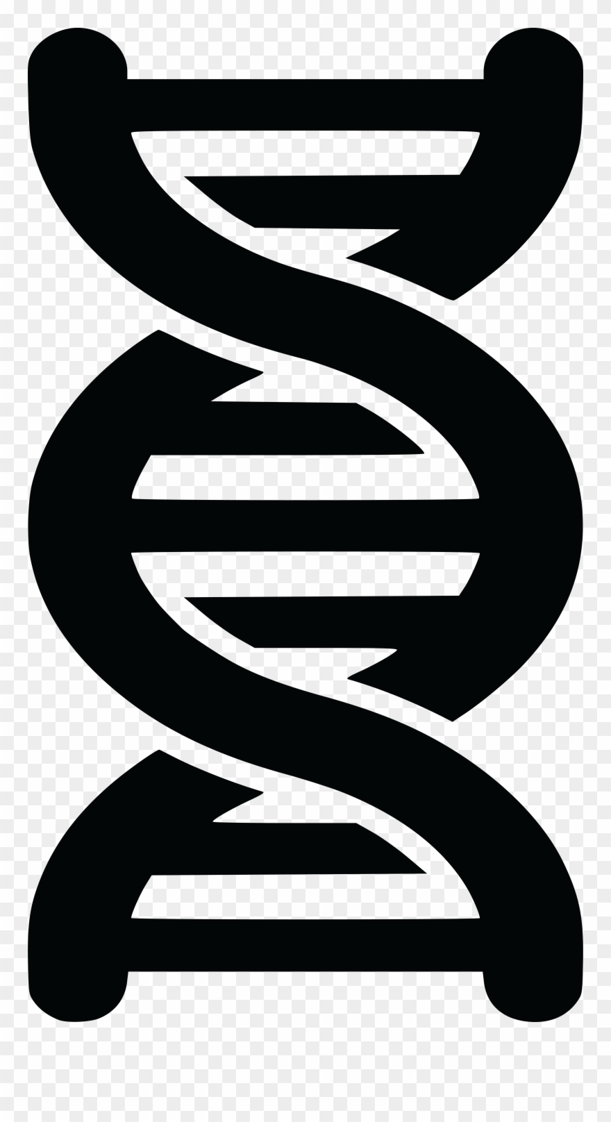 Free Clipart Of A Black And White Dna Strand Double