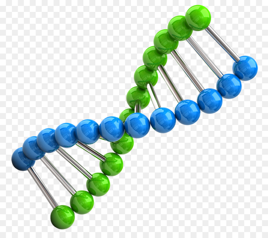 Chromosome png clipart Chromosome DNA clipart