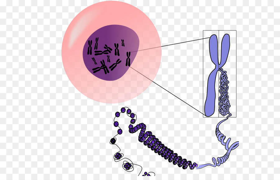 Chromosome purple png.