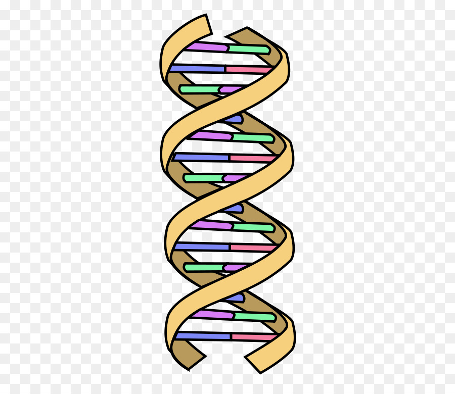 dna clipart clear background