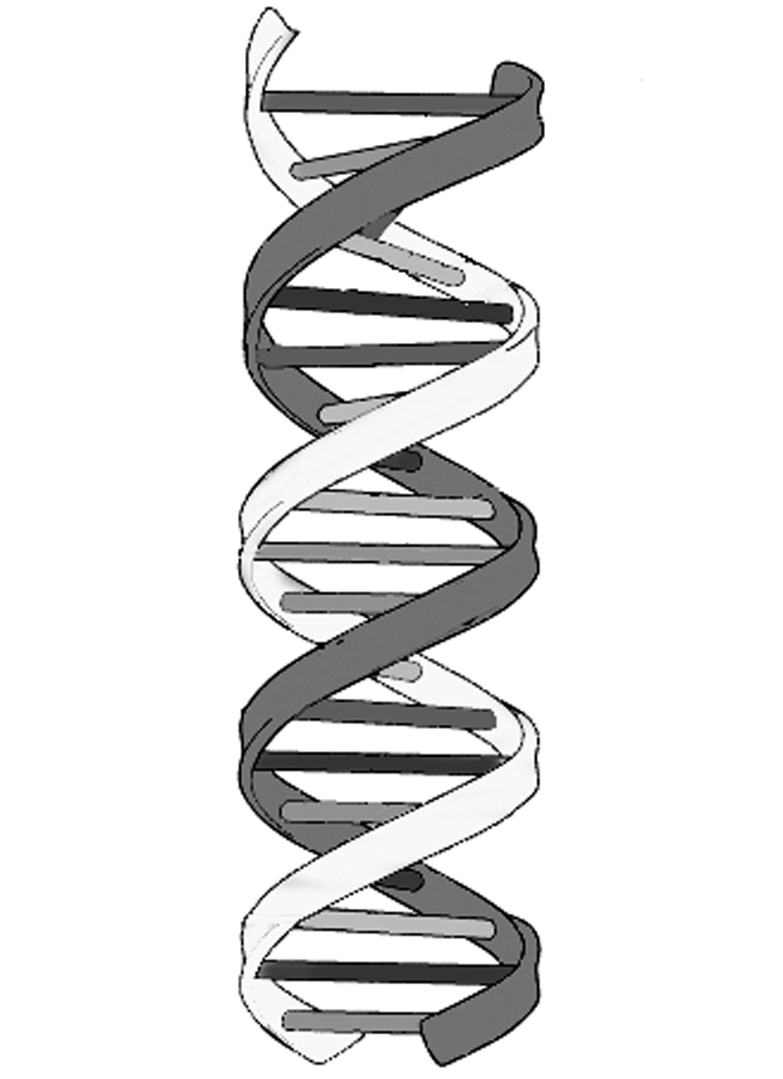 Dna Double Helix Clip Art, Download Free Clip Art on Clipart Bay