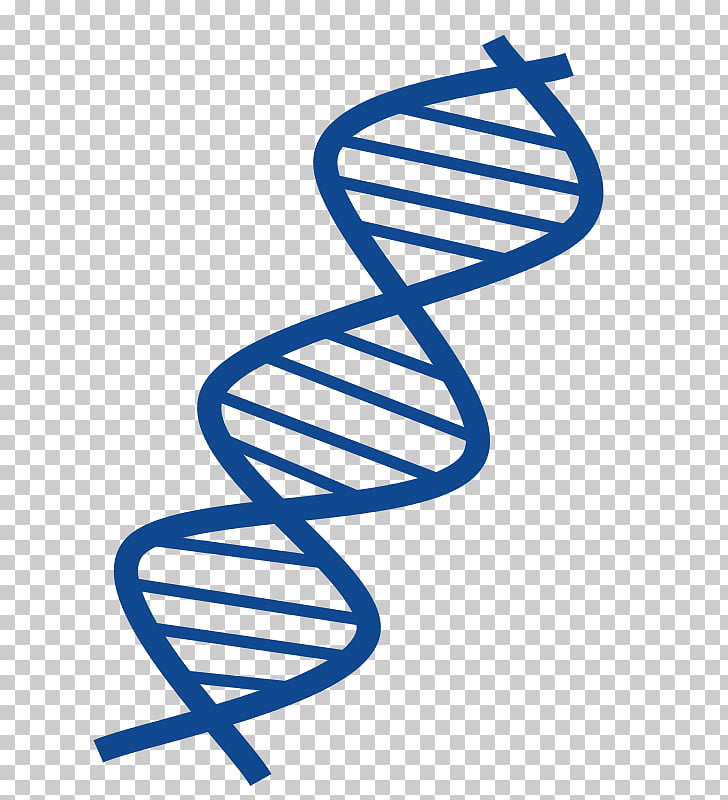 DNA Nucleic acid double helix , bachelor PNG clipart