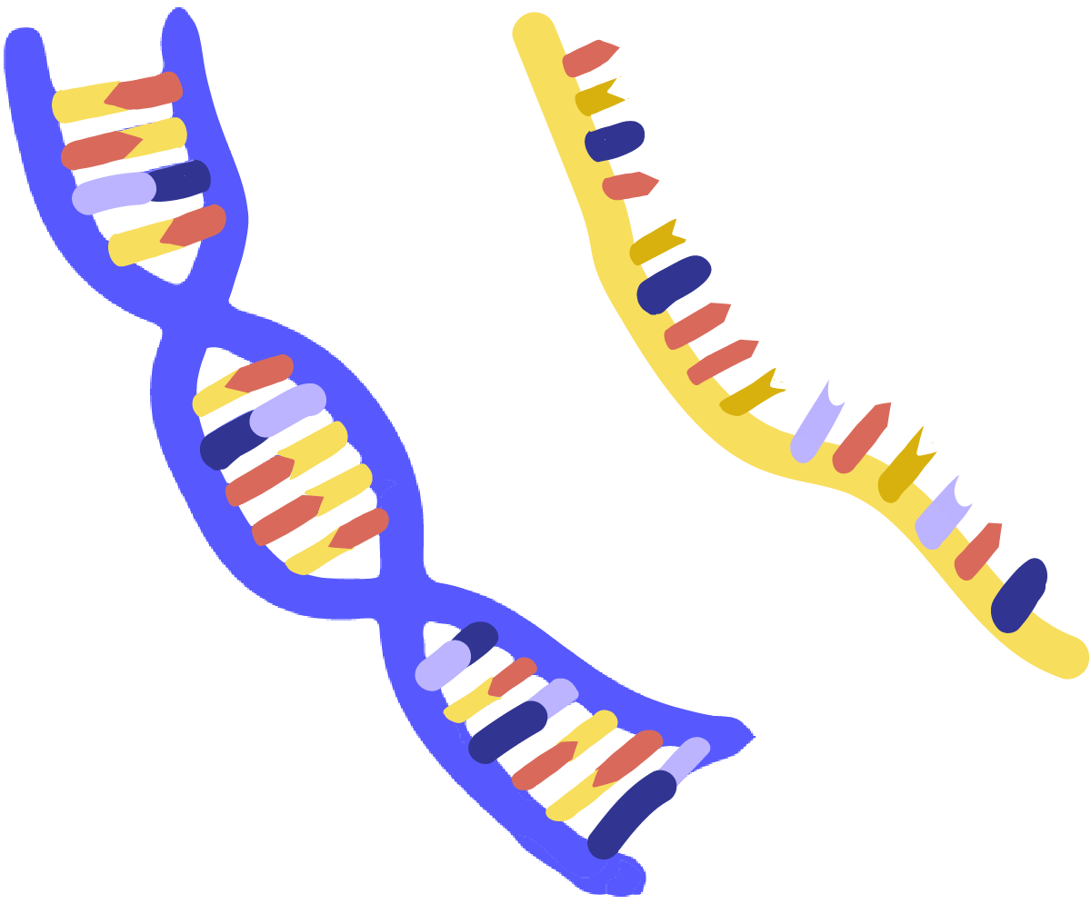 Dna clipart nucleic.