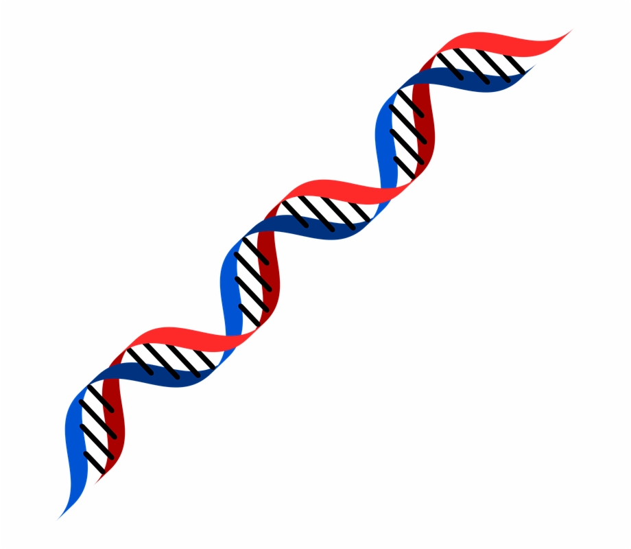 Dna Png Dna Red And Blue