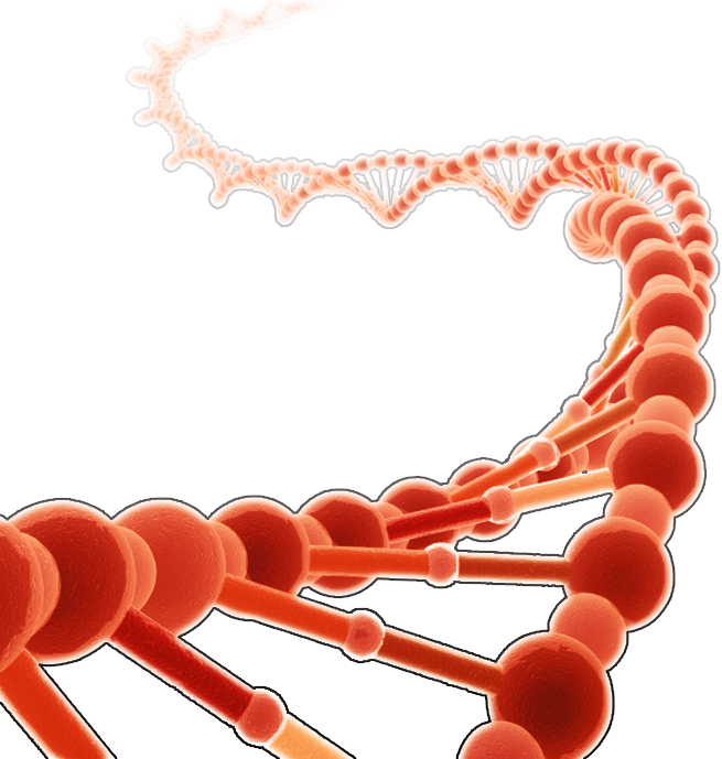 Dna clipart red.
