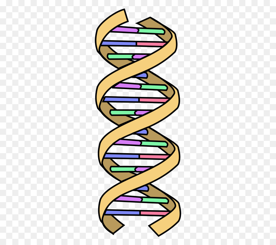 dna clipart simple