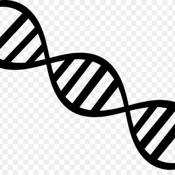 Dna Nucleic Acid Double Helix Genetics Clip Art