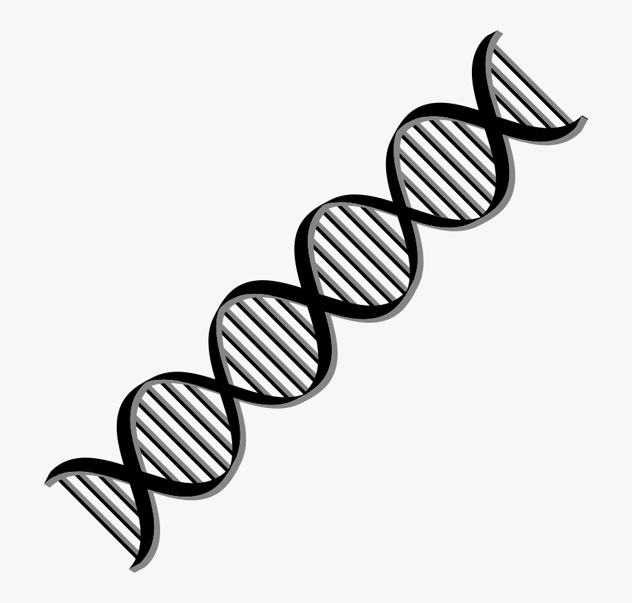 Dna png free.