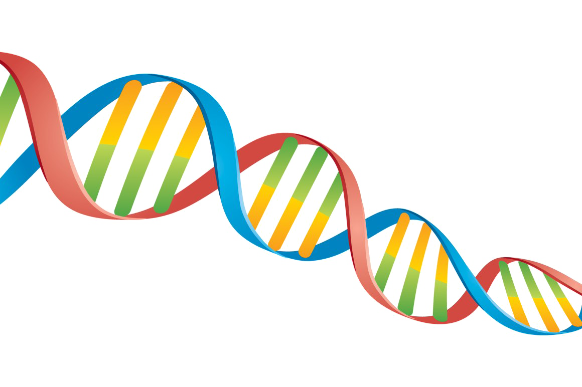 Dna png images. 