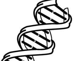 Dna clipart black and white