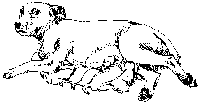 Mother and baby animals clipart black and white