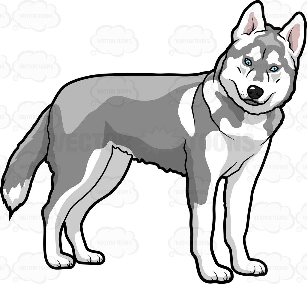 Image result for cartoon drawings of huskies