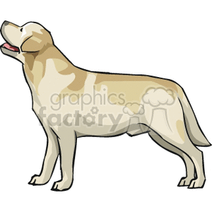 Labrador Retriever clipart