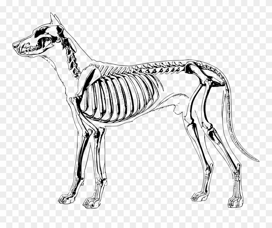 Bones Clipart Sketch Dog