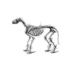 Free Dog Skeleton Cliparts, Download Free Clip Art, Free