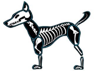 Dog Skeleton Pictures