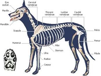 Dog skeleton school.
