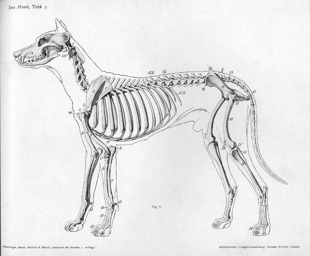 Free dog anatomy.