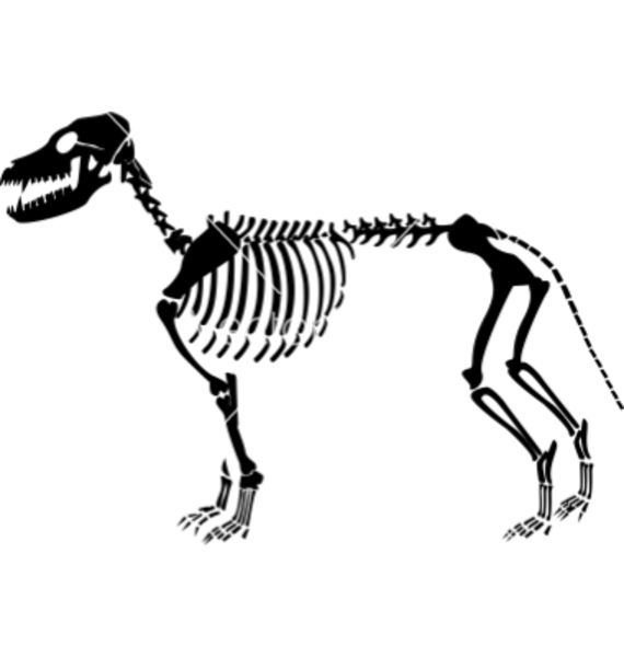 Dog skeleton vector.