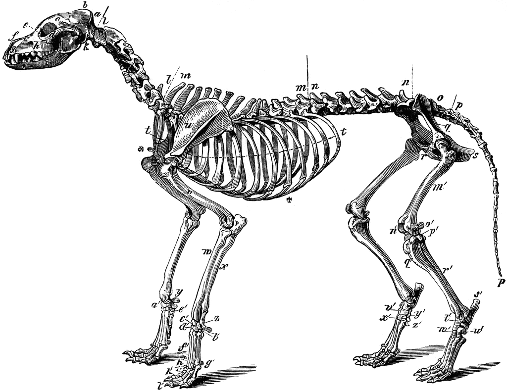 Skeleton dog animal.