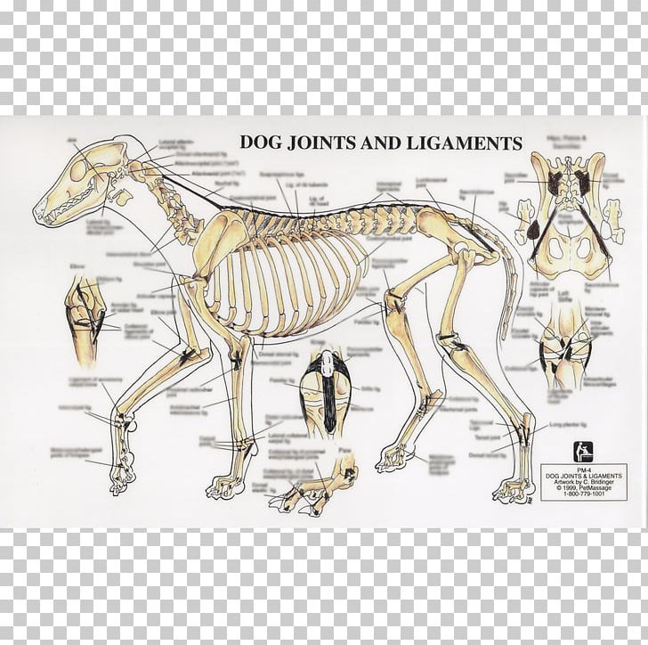 Dog horse joint.