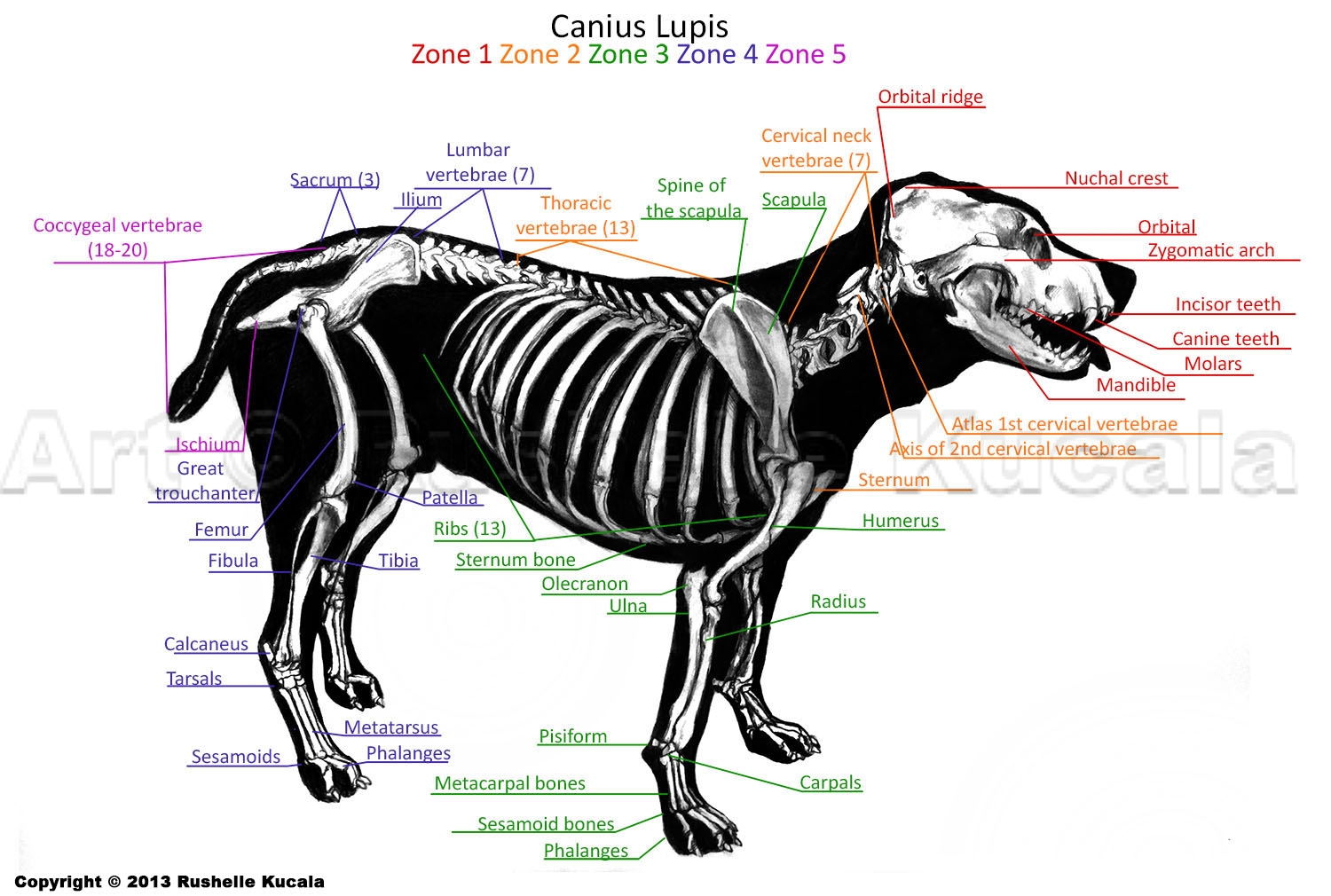 Dog skeleton anatomy.