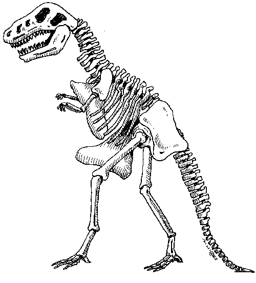 Dinosaur skeleton png.