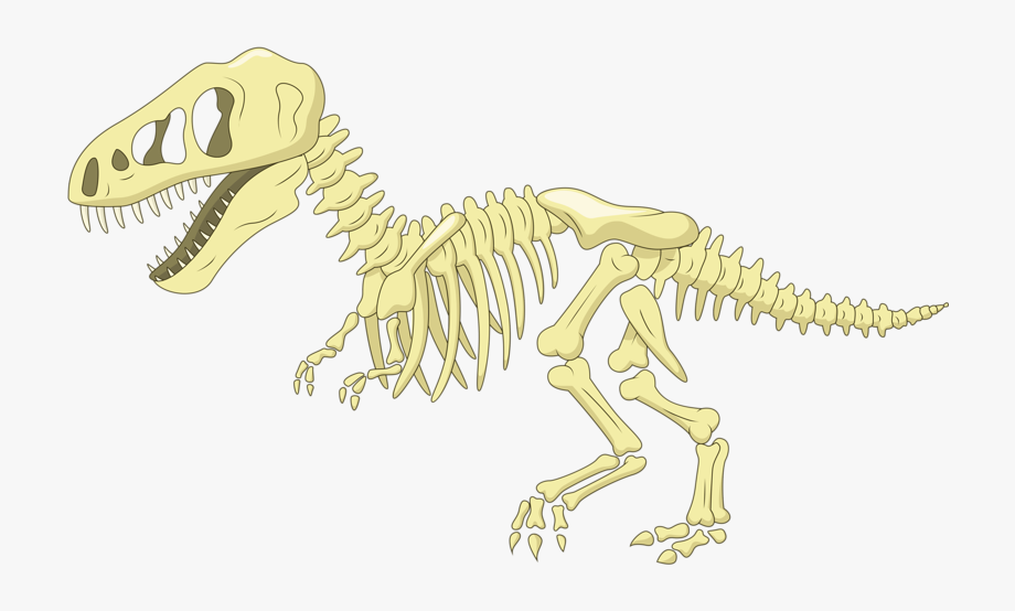 Bone Cartoon Clip Art Fossil Transprent