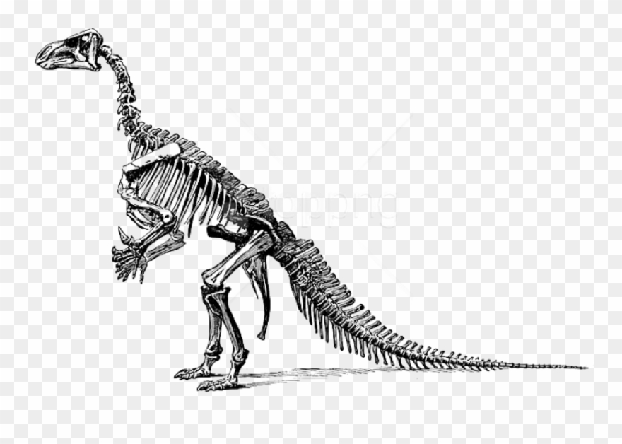 dog skeleton clipart dinosaur