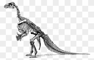 dog skeleton clipart dinosaur fossil