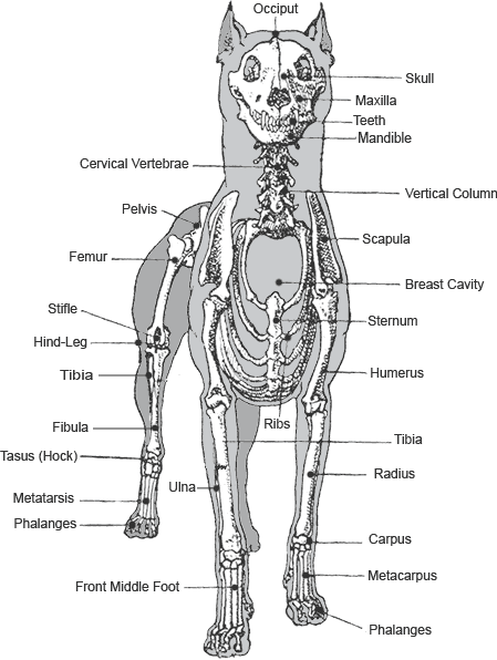 Skeleton the dobermann.