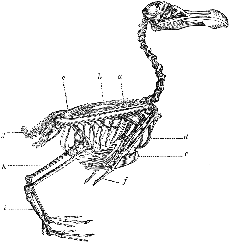 Skeleton bird clipart.