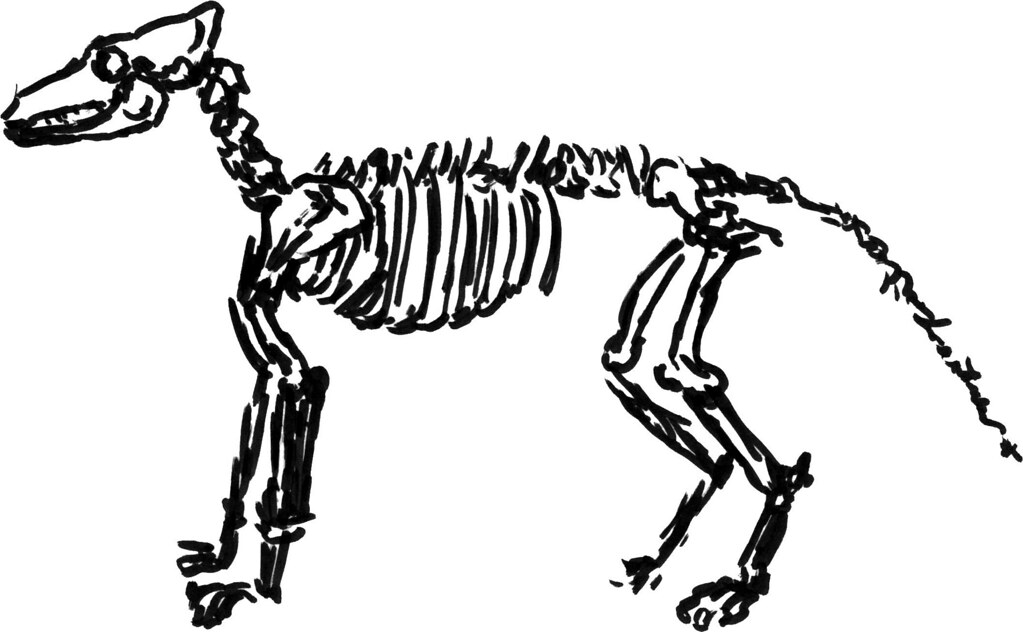 Dog skeleton trying.