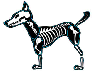 Free dog skeleton.