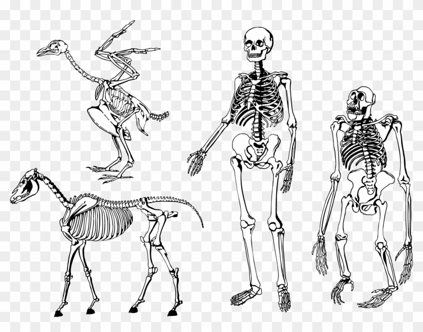 dog skeleton clipart human body