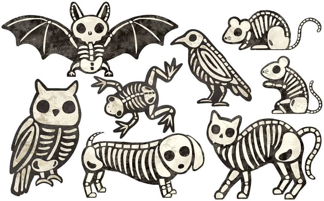 Animal skeletons made.