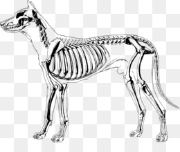 Dog anatomy clipart.