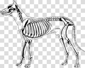 Undead Dogs xps mmd, brown dog skeleton transparent