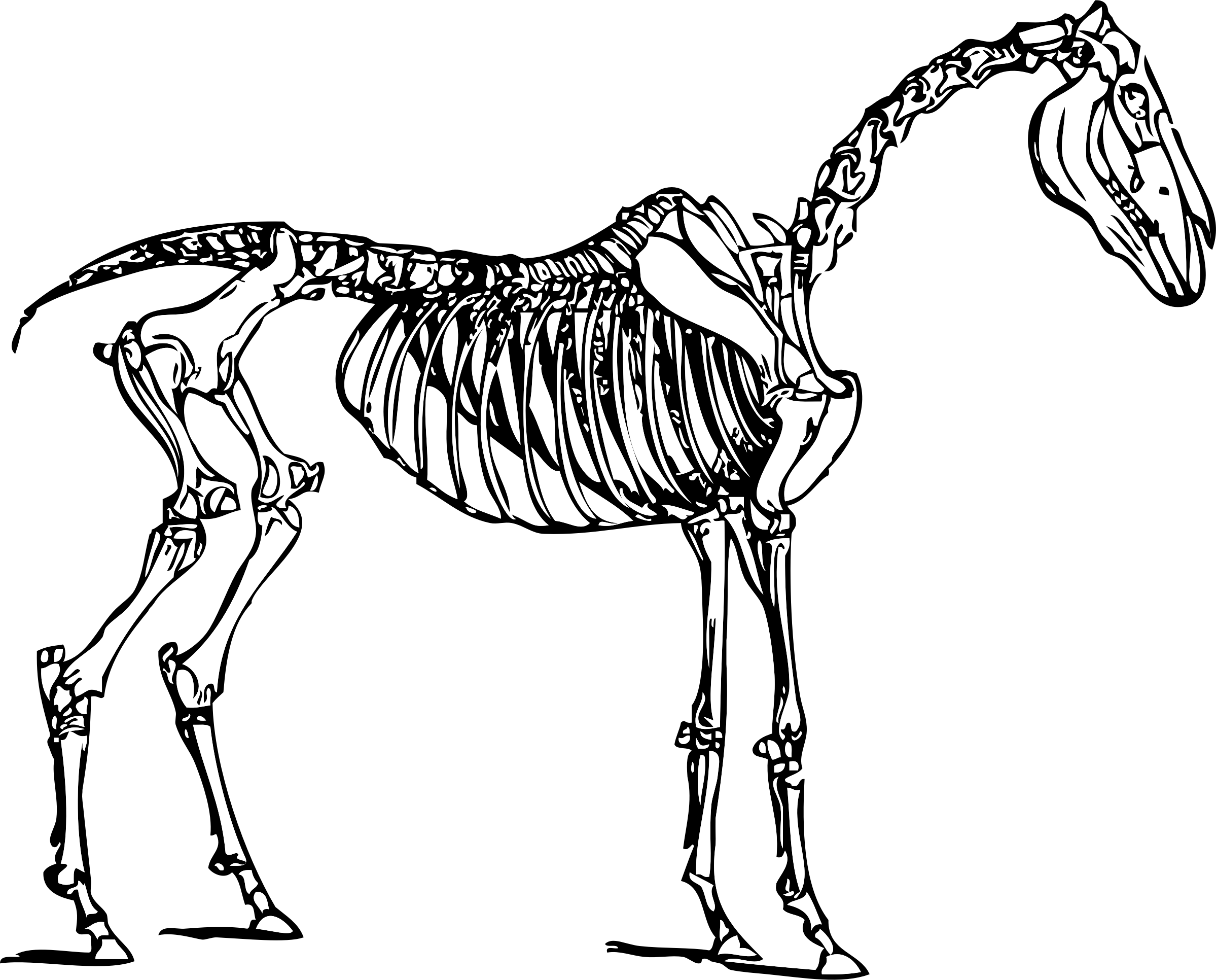 Fossil clipart dog skeleton, Fossil dog skeleton Transparent