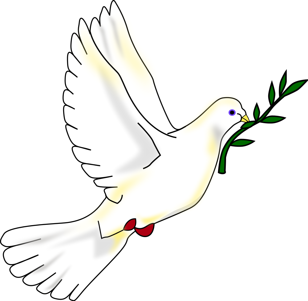 Picture Of Dove With Olive Branch