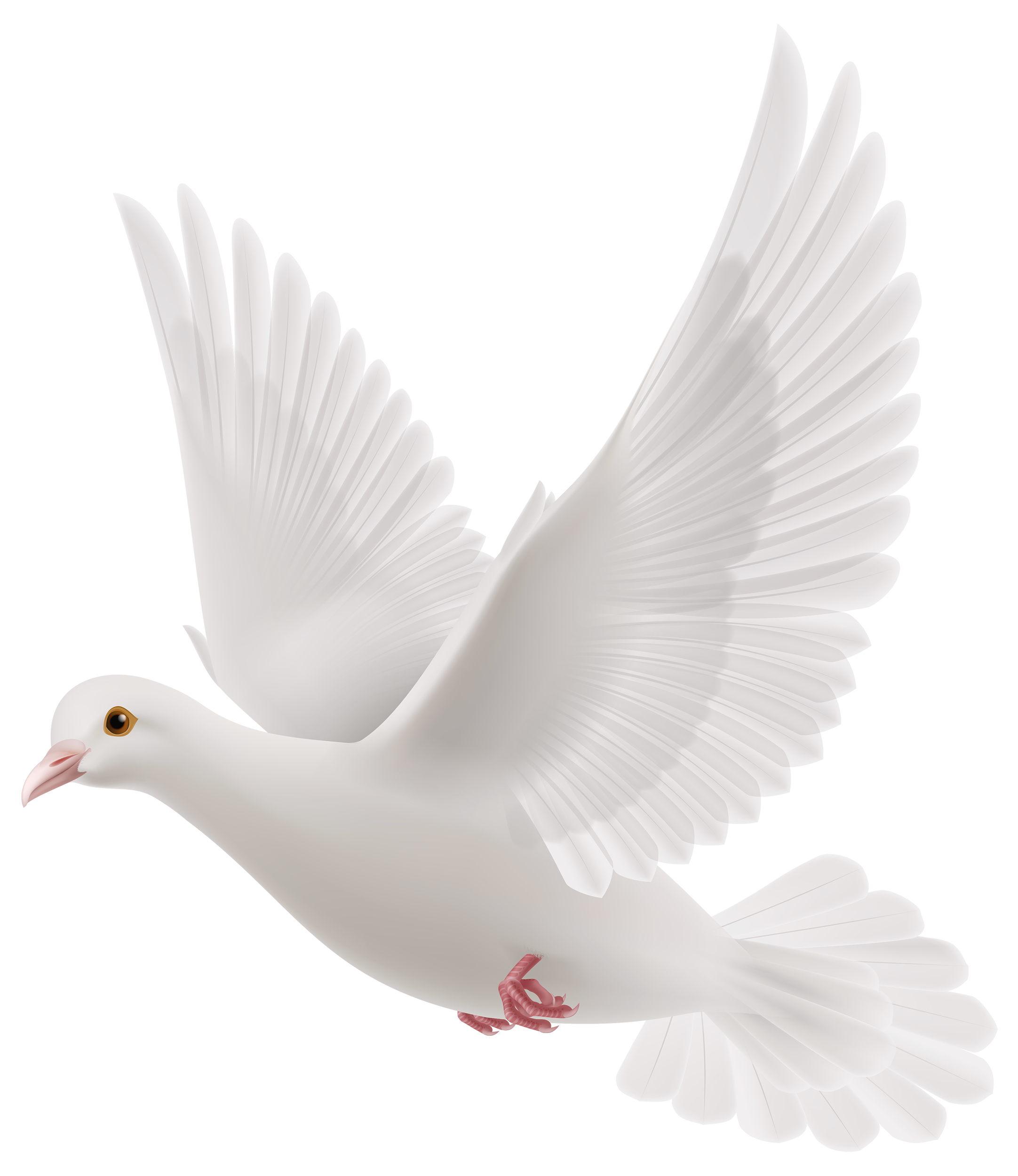 White Dove PNG Clipart
