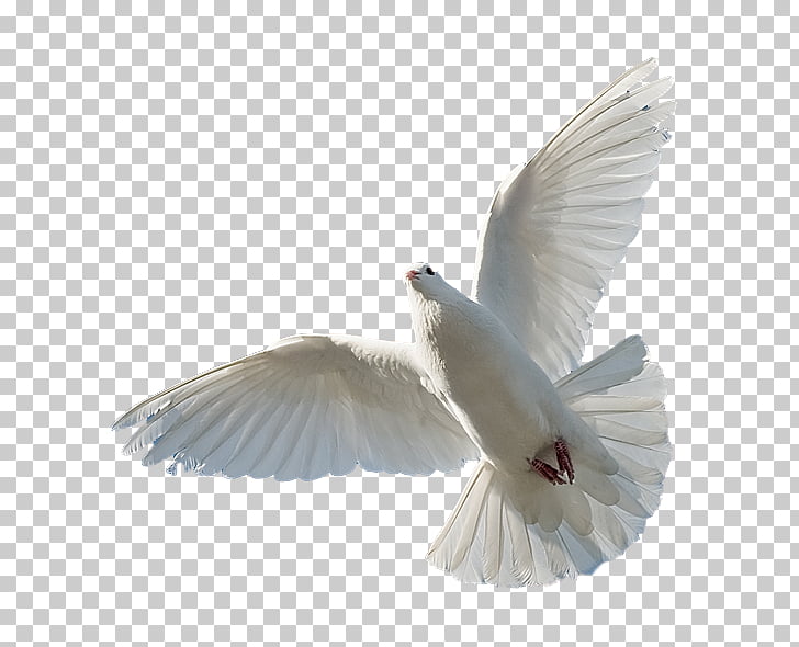 Holy Spirit Bible Trinity God, God, soaring white dove PNG