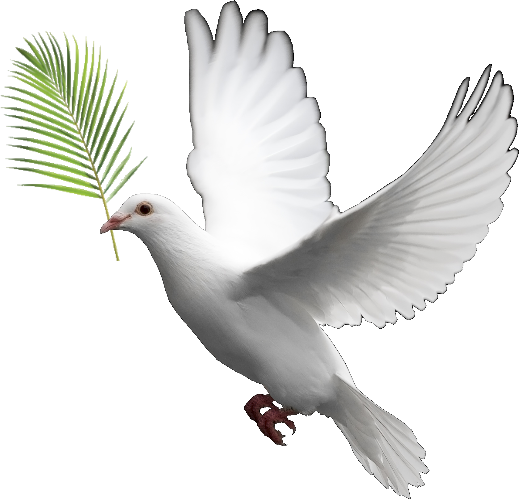 HD Peace Dove Clipart Biblical Whatsapp