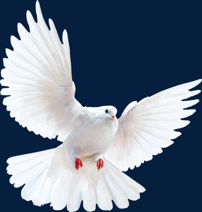 Peace dove PNG clipart