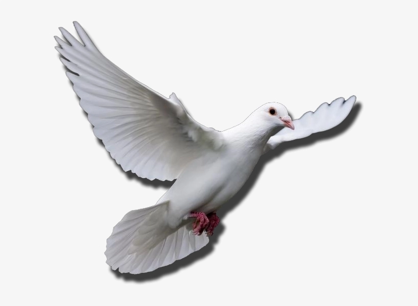 Download Free png Funeral Doves Png