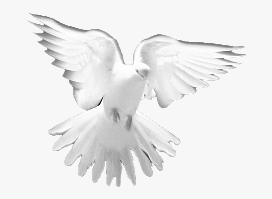 Holy Spirit Dove Png