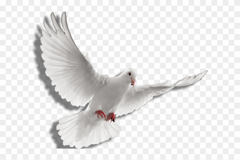 White Dove Clipart Fire Png
