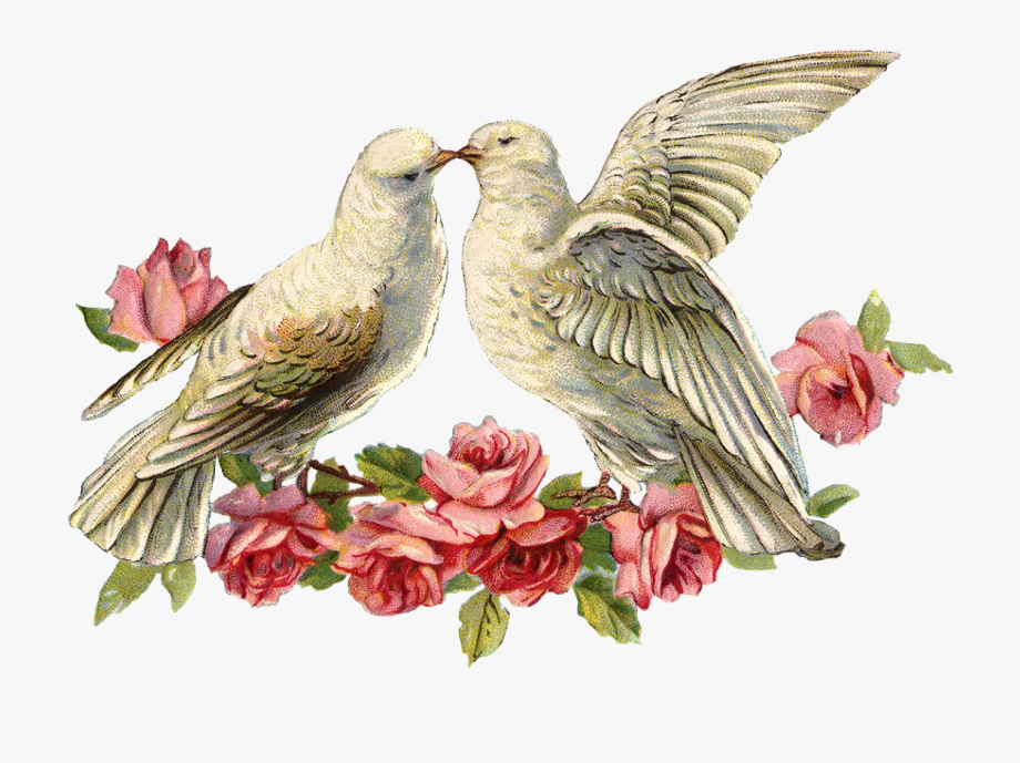 Love Doves Png