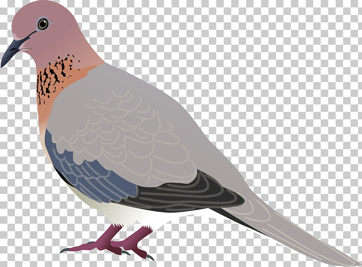 dove png clipart mourning